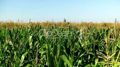 Corn field in the mid day sun 6