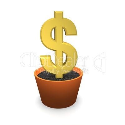 Golden dollar in flower pot
