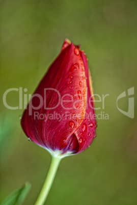 Tulip on a Tuscan Garden, Italy