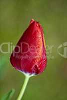 Tulip on a Tuscan Garden, Italy