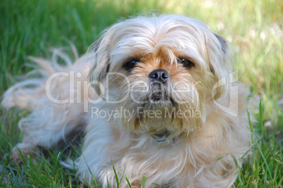 Yorkshire Terrier and Pug mix