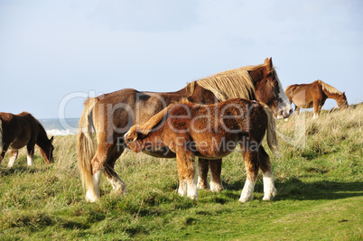 Horses in Brittany