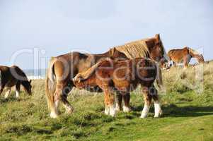 Horses in Brittany