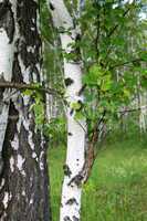 birch tree trunk