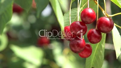 Cherry Branch