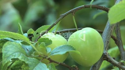 Apple Branch