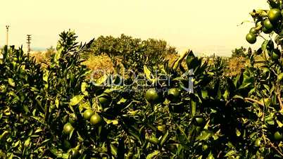 View of mandarin orchard 1