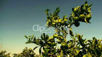 View of mandarin orchard 2