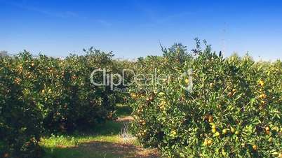 View of mandarin orchard 3