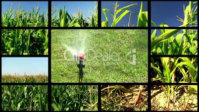 Montage of cornfield clips 3