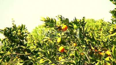 View of mandarin orchard 4