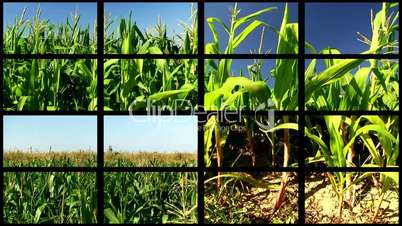 Montage of cornfield clips