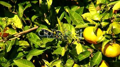 View of mandarin orchard 5