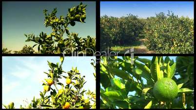 Mandarin orchard montage 1