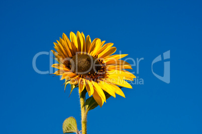 Sonnenblume, sunflower, Helianthus annuus