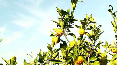 View of mandarin orchard 6