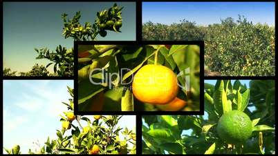 Mandarin orchard montage 2