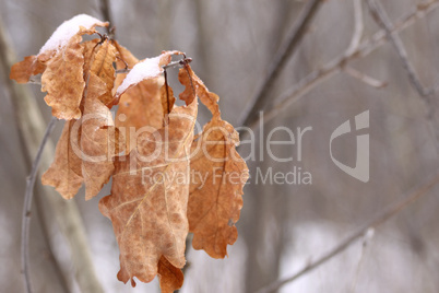 Dead oak leaves