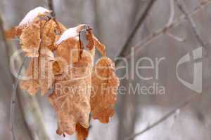Dead oak leaves