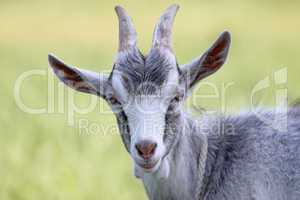 Goat head