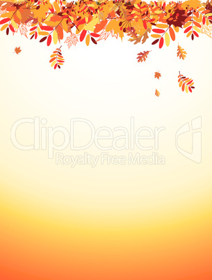 Autumn leaves background for your design