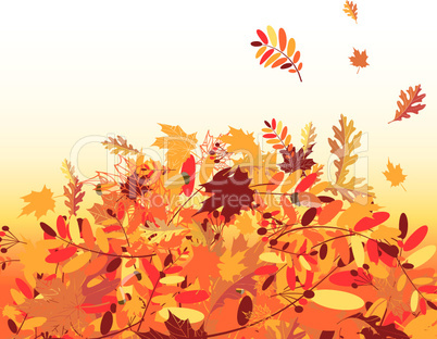 Autumn leaves background for your design