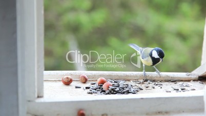 Small tit on a open window