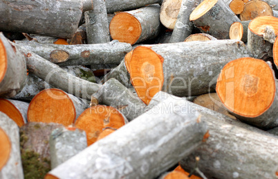 Timber pile