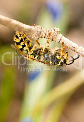 Close-up of wasp on thin branch