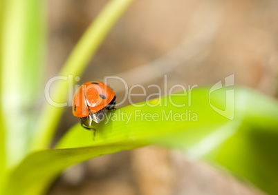 Closeup of ladybird on grass