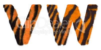 Tiger fell W and V letters isolated