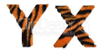 Tiger fell X and Y letters isolated