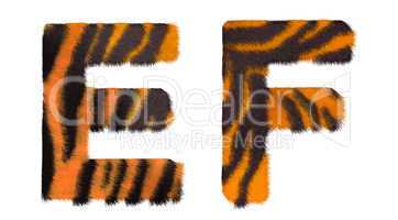 Tiger fell E and F letters isolated