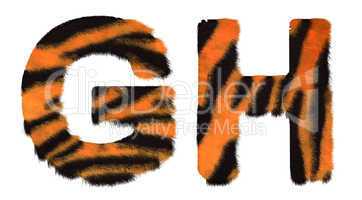 Tiger fell G and H letters isolated