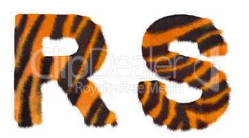 Tiger fell R and S letters isolated