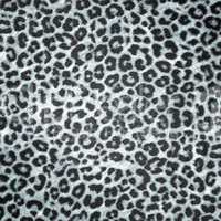 BW Leopard skin background or texture