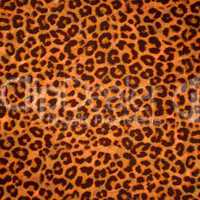 Leopard skin background or texture