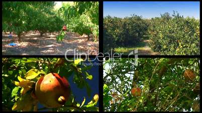 Montage of various fruit orchards 1