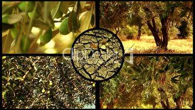 Montage of olive trees 3