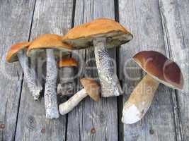 eatable mushrooms
