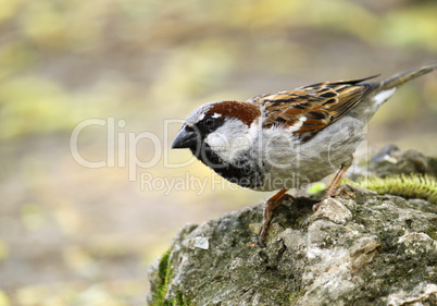 single sparrow