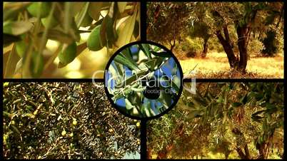 Montage of olive trees 4