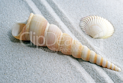 Shells on fine Sand - Muscheln im Sand
