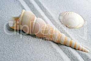 Shells on fine Sand - Muscheln im Sand