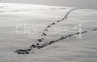 Spuren im Schnee - Footprint in the Snow