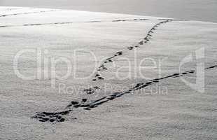 Spuren im Schnee - Footprint in the Snow