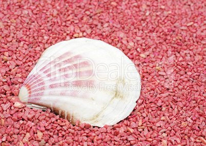 Shell on pink Stones - Wellness Concept