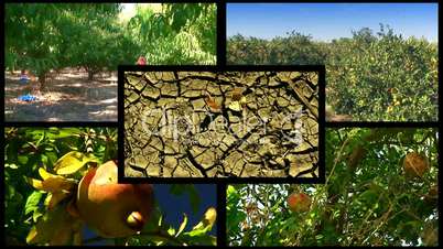 Montage of various fruit orchards 2