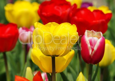 Bunte Tulpen - Colourful Tulips