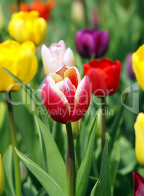 Colourful Tulips - Bunte Tulpen